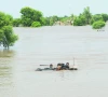 residents guide their buffaloes in a flooded area following monsoon rains and rising water levels of river chenab on the outskirts of multan photo reuters