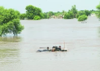 residents guide their buffaloes in a flooded area following monsoon rains and rising water levels of river chenab on the outskirts of multan photo reuters