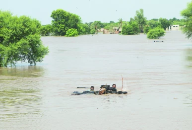 residents guide their buffaloes in a flooded area following monsoon rains and rising water levels of river chenab on the outskirts of multan photo reuters