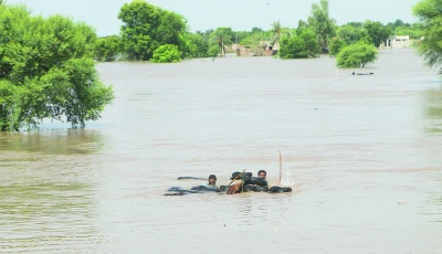 residents guide their buffaloes in a flooded area following monsoon rains and rising water levels of river chenab on the outskirts of multan photo reuters