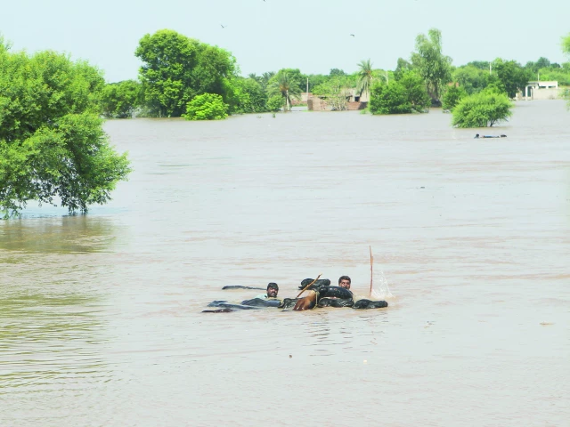 residents guide their buffaloes in a flooded area following monsoon rains and rising water levels of river chenab on the outskirts of multan photo reuters residents guide their buffaloes in a flooded area following monsoon rains and rising water levels of river chenab on the outskirts of multan photo reuters