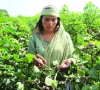 scf starts 15 literacy centres for women cotton pickers