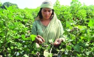 a woman plucks cotton from plants in kabirwala photo reuters