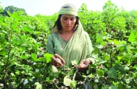 a woman plucks cotton from plants in kabirwala photo reuters a woman plucks cotton from plants in kabirwala photo reuters