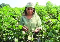 a woman plucks cotton from plants in kabirwala photo reuters