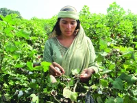 a woman plucks cotton from plants in kabirwala photo reuters