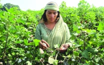 scf starts 15 literacy centres for women cotton pickers