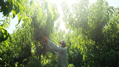 fruit pickers sweat as virus flares in northern spain fruit pickers sweat as virus flares in northern spain
