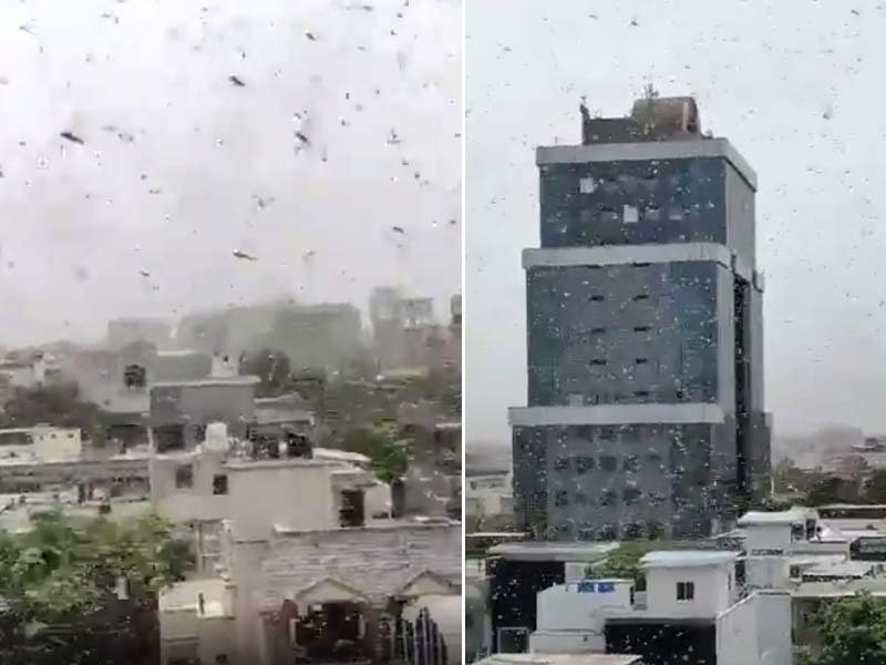 locusts invade satellite city of india s capital