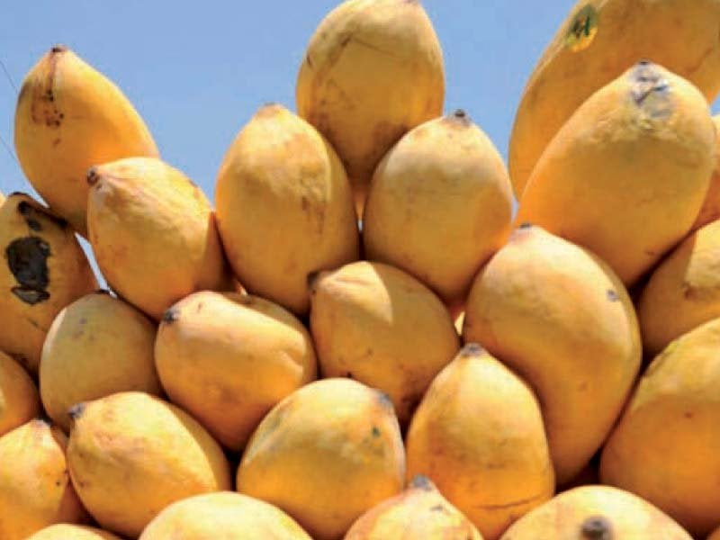 pakistani mangoes can be effectively promoted through commercial attaches and pakistani embassies operating abroad photo file