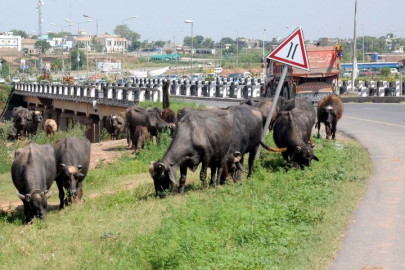 16 cattle markets to be set up in rawalpindi 16 cattle markets to be set up in rawalpindi