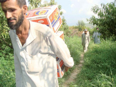 in swat agricultural sector slowly recovers from militancy and floods in swat agricultural sector slowly recovers from militancy and floods