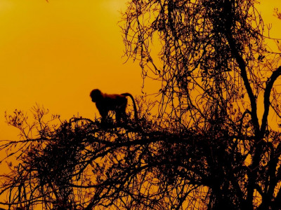 getting to sleep is monkey business