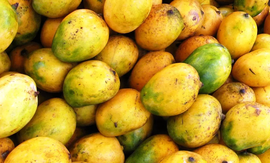 pakistani exporters urge for mango shipment via sea route pakistani exporters urge for mango shipment via sea route