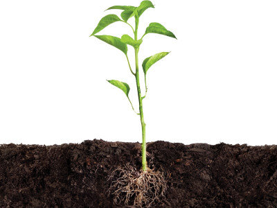 thirteen new seed varieties approved