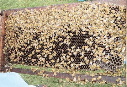 buzzing bees the sweet art of making honey