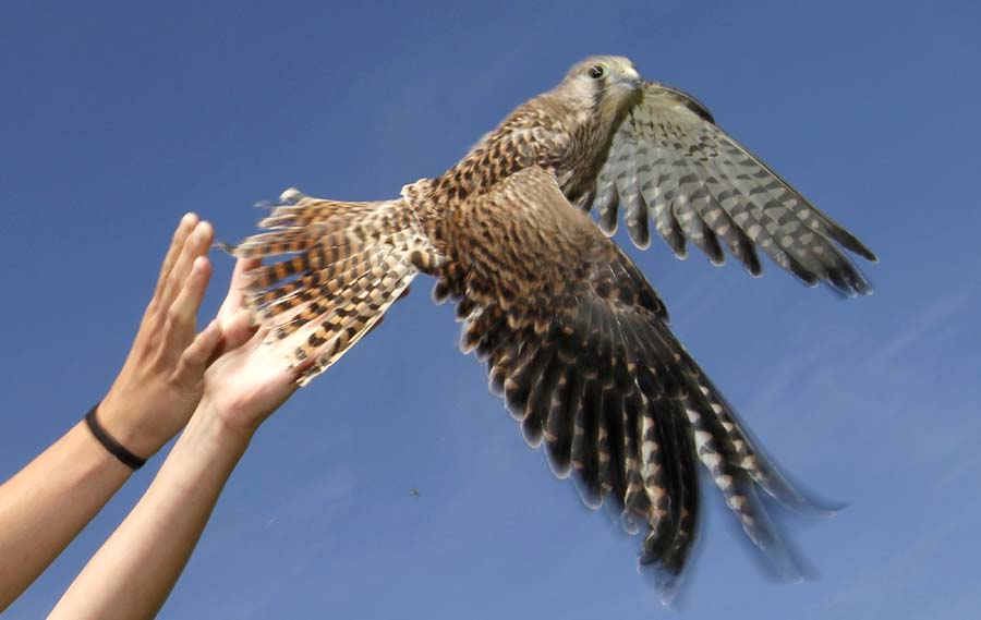 Updated Aug 11, 2011