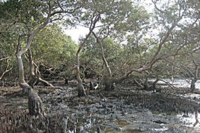kakapir village fishermen fear the elusive mangrove mafia and eco devastation kakapir village fishermen fear the elusive mangrove mafia and eco devastation