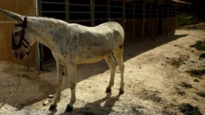 mob justice cell phone thief paraded on donkey