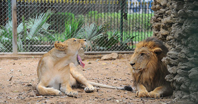 the case of the missing lion cub the case of the missing lion cub