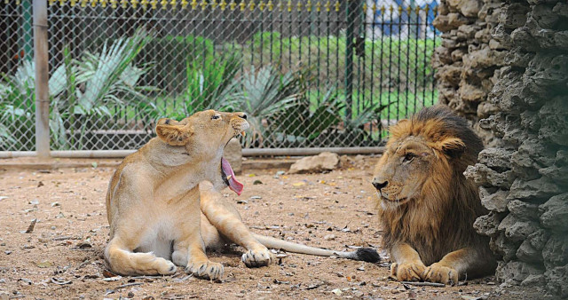 the case of the missing lion cub the case of the missing lion cub