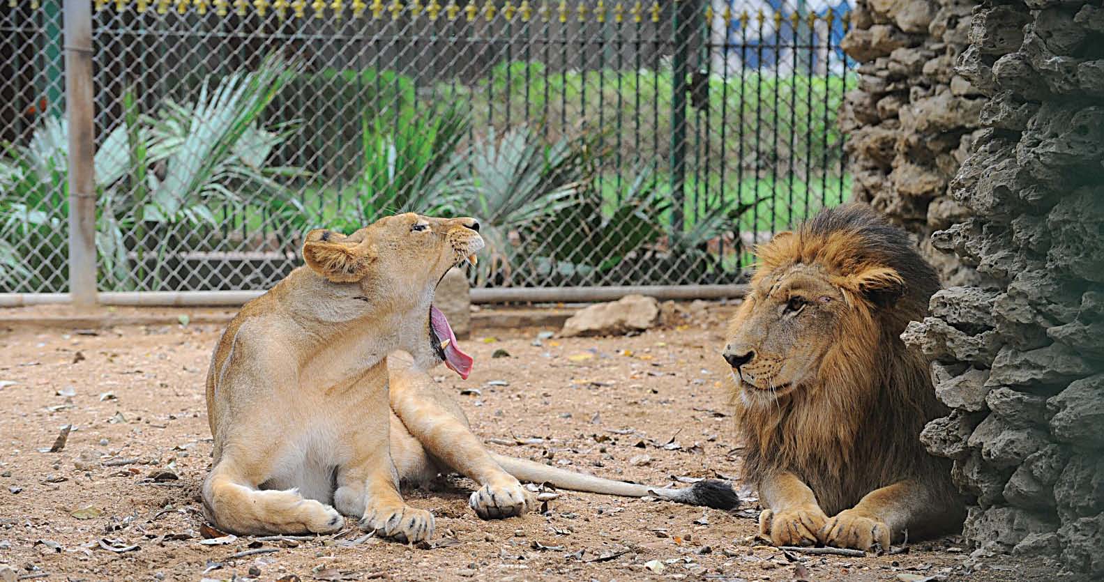 the case of the missing lion cub