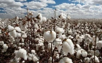 punjab offers rs50 000 subsidy for cotton