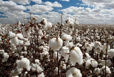 punjab offers rs50 000 subsidy for cotton