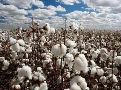 punjab offers rs50 000 subsidy for cotton