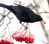 berry eating bird gets protection