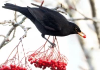 berry eating bird gets protection