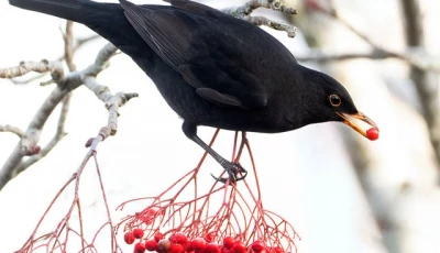 berry eating bird gets protection
