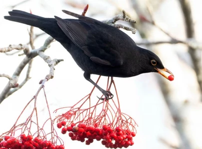 berry eating bird gets protection