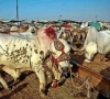 eid cattle trade turns city roads into chaos