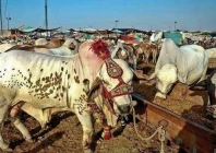 eid cattle trade turns city roads into chaos