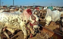 eid cattle trade turns city roads into chaos