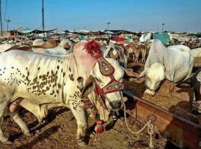 eid cattle trade turns city roads into chaos eid cattle trade turns city roads into chaos