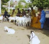 move to rein in illegal cattle markets move to rein in illegal cattle markets