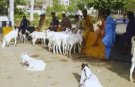 move to rein in illegal cattle markets move to rein in illegal cattle markets