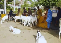move to rein in illegal cattle markets move to rein in illegal cattle markets