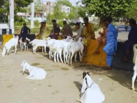 move to rein in illegal cattle markets