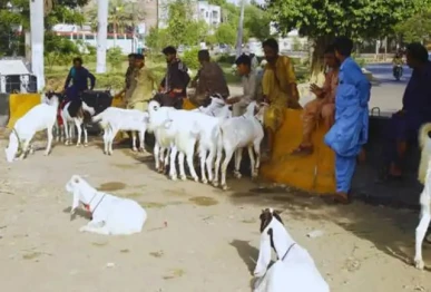 move to rein in illegal cattle markets