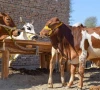 no animal disease outbreak reported no animal disease outbreak reported