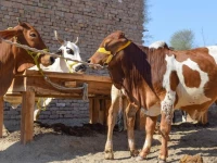 no animal disease outbreak reported
