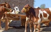 no animal disease outbreak reported