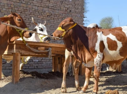 no animal disease outbreak reported