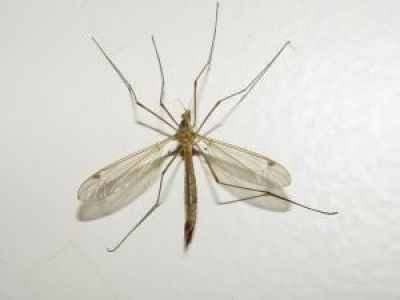 health alert 10 cases of dengue detected health alert 10 cases of dengue detected
