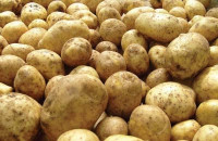 russia potato export ban discussed russia potato export ban discussed