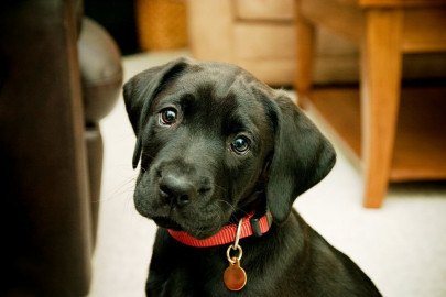 montana dog becomes local celebrity for his math skills