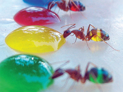 offbeat tasting the rainbow offbeat tasting the rainbow